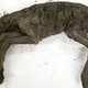 The remains of the 42,000-year-old foal.